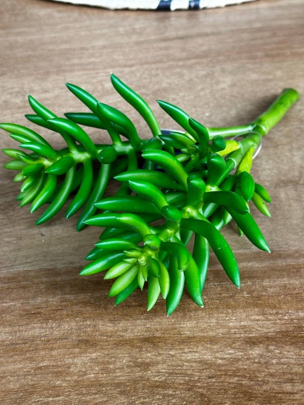 CACTUS COLORATA H25 VERDES